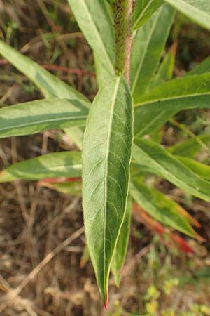 Oenothera rubrostriata \ Rotstreifige Nachtkerze / Red-Striped Evening Primrose, D Darmstadt 6.7.2018