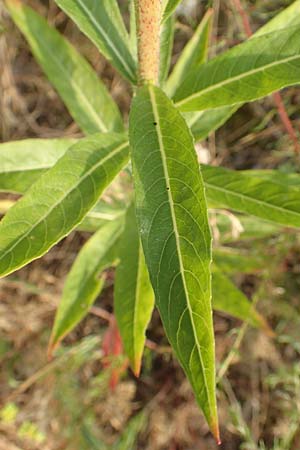 Oenothera rubrostriata \ Rotstreifige Nachtkerze / Red-Striped Evening Primrose, D Darmstadt 6.7.2018