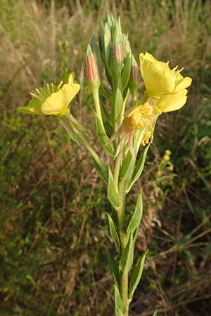 Oenothera rubrostriata \ Rotstreifige Nachtkerze / Red-Striped Evening Primrose, D Darmstadt 6.7.2018
