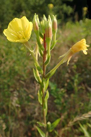 Oenothera rubrostriata \ Rotstreifige Nachtkerze / Red-Striped Evening Primrose, D Darmstadt 6.7.2018