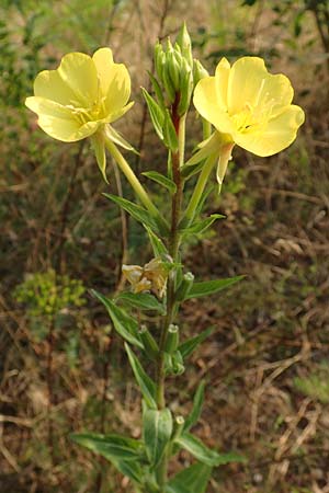 Oenothera rubrostriata \ Rotstreifige Nachtkerze / Red-Striped Evening Primrose, D Darmstadt 6.7.2018