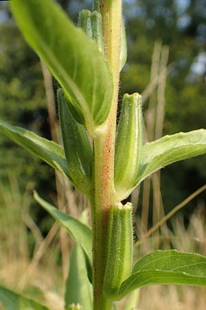 Oenothera rubrostriata \ Rotstreifige Nachtkerze / Red-Striped Evening Primrose, D Darmstadt 6.7.2018
