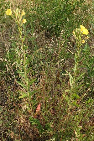Oenothera rubrostriata \ Rotstreifige Nachtkerze / Red-Striped Evening Primrose, D Darmstadt 6.7.2018
