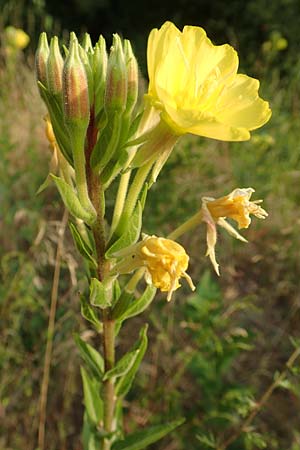 Oenothera rubrostriata \ Rotstreifige Nachtkerze / Red-Striped Evening Primrose, D Darmstadt 6.7.2018