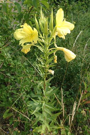 Oenothera rubrostriata \ Rotstreifige Nachtkerze / Red-Striped Evening Primrose, D Darmstadt 6.7.2018