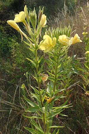 Oenothera rubrostriata \ Rotstreifige Nachtkerze / Red-Striped Evening Primrose, D Darmstadt 6.7.2018