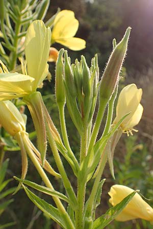Oenothera rubrostriata \ Rotstreifige Nachtkerze / Red-Striped Evening Primrose, D Darmstadt 6.7.2018