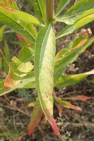 Oenothera rubrostriata \ Rotstreifige Nachtkerze / Red-Striped Evening Primrose, D Darmstadt 6.7.2018