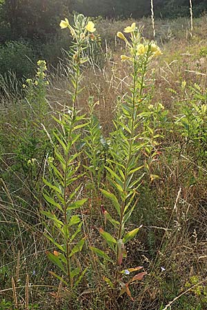 Oenothera rubrostriata \ Rotstreifige Nachtkerze / Red-Striped Evening Primrose, D Darmstadt 6.7.2018