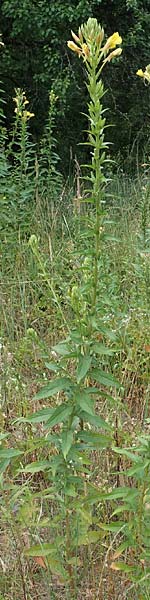 Oenothera fallax ? \ T�uschende Nachtkerze / Intermediate Evening Primrose, D Darmstadt 11.7.2018