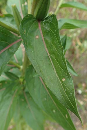 Oenothera fallax ? \ T�uschende Nachtkerze / Intermediate Evening Primrose, D Darmstadt 11.7.2018