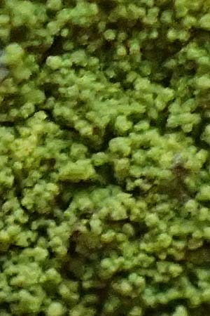 Psilolechia lucida ? \ Gelbfr�chtige Schwefelflechte / Shining Psilolechia, D Eppenbrunn 3.11.2022