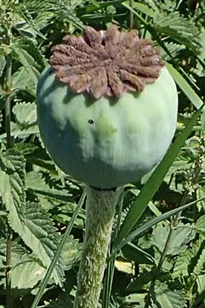 Papaver setiferum \ Falscher Orient-Mohn / False Oriental Poppy, D Th&uuml;ringen, Hemleben 12.6.2023