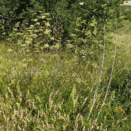 Peucedanum alsaticum \ Els�sser Haarstrang / Alsatian Parsley, D N&ouml;rdlingen 10.7.2015