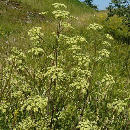 Peucedanum alsaticum \ Els�sser Haarstrang / Alsatian Parsley, D N&ouml;rdlingen 10.7.2015