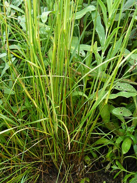 Poa angustifolia \ Schmalbl�ttriges Rispengras, D Erlenbach am Main 4.6.2016