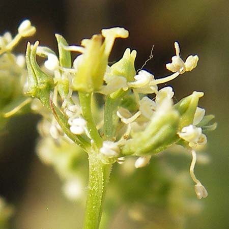 Peucedanum alsaticum \ Els�sser Haarstrang / Alsatian Parsley, D Rheinhessen, Jugenheim 28.8.2012