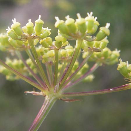 Peucedanum alsaticum \ Els�sser Haarstrang / Alsatian Parsley, D Rheinhessen, Jugenheim 28.8.2012