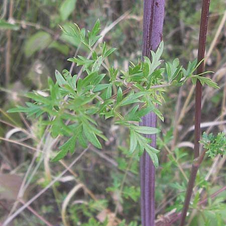 Peucedanum alsaticum \ Els�sser Haarstrang / Alsatian Parsley, D Rheinhessen, Jugenheim 28.8.2012