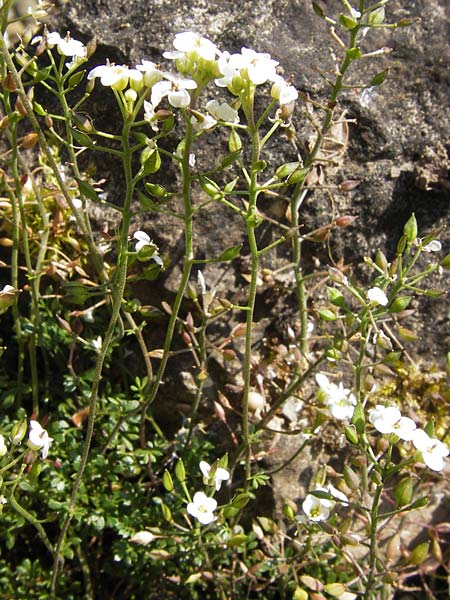 Hornungia alpina subsp. auerswaldii \ Auerswald-Steinkresse / Auerswald Hutchinsia, D  8.6.2013