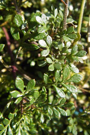 Hornungia alpina subsp. auerswaldii \ Auerswald-Steinkresse / Auerswald Hutchinsia, D  8.6.2013