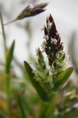 Poa annua \ Einj�hriges Rispengras / Annual Blue Grass, D Langg&ouml;ns 25.4.2015