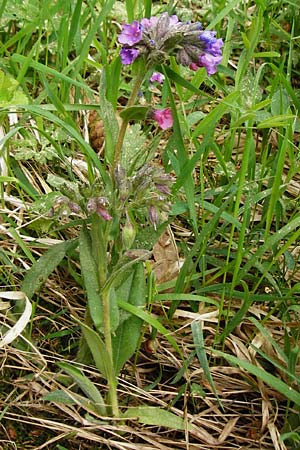 Pulmonaria angustifolia \ Schmalbl�ttriges Lungenkraut / Narrow-Leaved Lungwort, D N&uuml;dlingen 9.5.2015