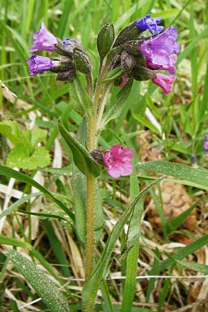 Pulmonaria angustifolia \ Schmalbl�ttriges Lungenkraut / Narrow-Leaved Lungwort, D N&uuml;dlingen 9.5.2015