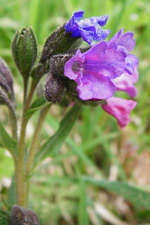 Pulmonaria angustifolia \ Schmalbl�ttriges Lungenkraut / Narrow-Leaved Lungwort, D N&uuml;dlingen 9.5.2015