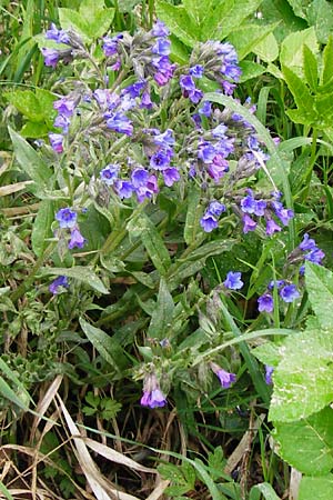Pulmonaria angustifolia \ Schmalbl�ttriges Lungenkraut / Narrow-Leaved Lungwort, D N&uuml;dlingen 9.5.2015