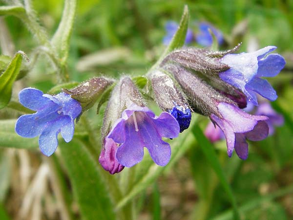 Pulmonaria angustifolia \ Schmalbl�ttriges Lungenkraut / Narrow-Leaved Lungwort, D N&uuml;dlingen 9.5.2015