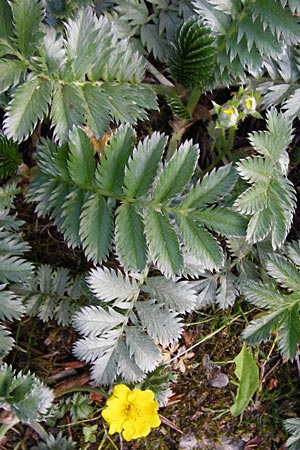 Potentilla anserina \ G�nse-Fingerkraut / Silverweed, D Gimbsheim 11.5.2015