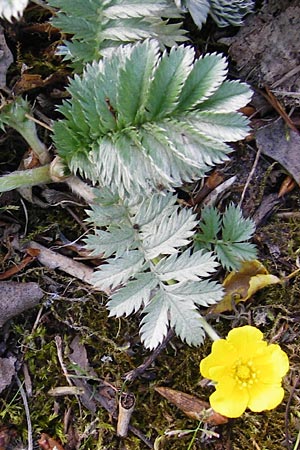 Potentilla anserina \ G�nse-Fingerkraut / Silverweed, D Gimbsheim 11.5.2015