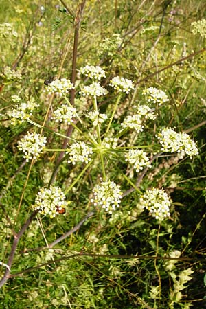 Peucedanum alsaticum \ Els�sser Haarstrang / Alsatian Parsley, D N&ouml;rdlingen 10.7.2015