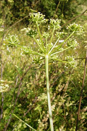 Peucedanum alsaticum \ Els�sser Haarstrang / Alsatian Parsley, D N&ouml;rdlingen 10.7.2015