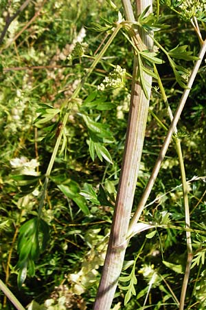 Peucedanum alsaticum \ Els�sser Haarstrang / Alsatian Parsley, D N&ouml;rdlingen 10.7.2015
