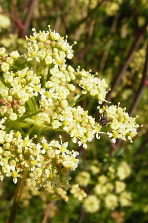 Peucedanum alsaticum \ Els�sser Haarstrang / Alsatian Parsley, D N&ouml;rdlingen 10.7.2015