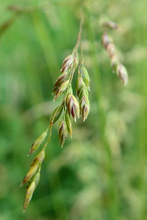 Poa angustifolia \ Schmalbl�ttriges Rispengras, D Erlenbach am Main 4.6.2016