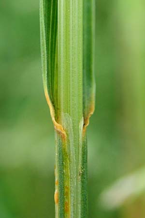 Poa angustifolia \ Schmalbl�ttriges Rispengras, D Erlenbach am Main 4.6.2016