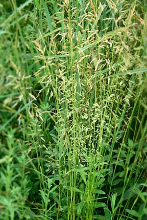 Poa angustifolia \ Schmalbl�ttriges Rispengras, D Erlenbach am Main 4.6.2016