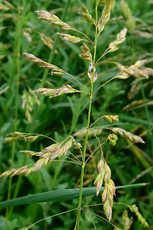 Poa angustifolia \ Schmalbl�ttriges Rispengras, D Erlenbach am Main 4.6.2016