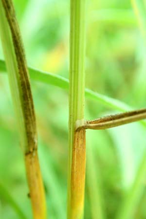 Poa angustifolia \ Schmalbl�ttriges Rispengras, D Erlenbach am Main 4.6.2016