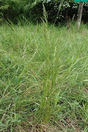 Poa angustifolia \ Schmalbl�ttriges Rispengras, D Alsbach-H&auml;hnlein 28.4.2018