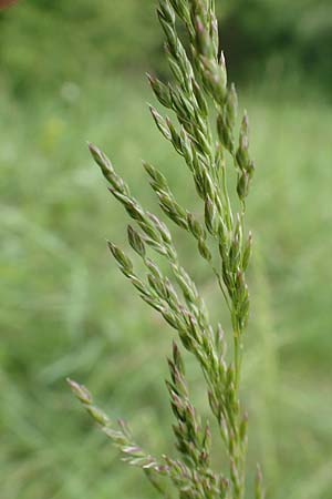 Poa angustifolia \ Schmalbl�ttriges Rispengras, D Alsbach-H&auml;hnlein 28.4.2018