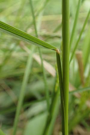Poa angustifolia \ Schmalbl�ttriges Rispengras, D Alsbach-H&auml;hnlein 28.4.2018
