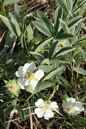 Potentilla alba \ Wei�es Fingerkraut / White Cinquefoil, D Eching 2.5.2019