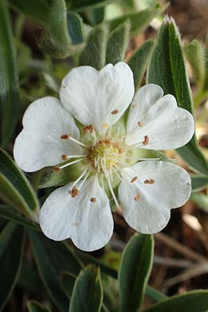 Potentilla alba \ Wei�es Fingerkraut / White Cinquefoil, D Eching 2.5.2019