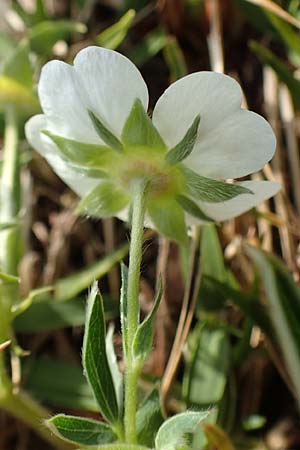 Potentilla alba \ Wei�es Fingerkraut / White Cinquefoil, D Eching 2.5.2019