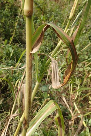 Panicum miliaceum subsp. agricola \ Bauern-Rispen-Hirse, D Mannheim 16.9.2019