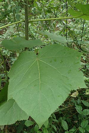 Paulownia tomentosa \ Blauglockenbaum / Princess Tree, Foxglove Tree, D Bensheim 1.10.2019